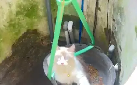 Dramatis, Damkar Gresik Evakuasi Kucing Terjebak 4 Hari di Dasar Sumur