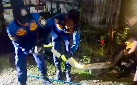 Ular Piton Masuk di Belakang Rumah Bikin Warga Was-was