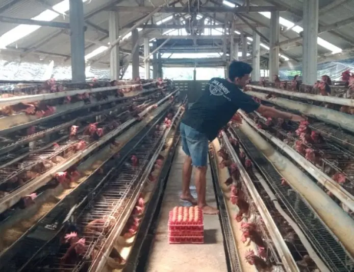 Harga Telur Ayam Jombang Stagnan, Peternak  Jombang Merugi Tiga Bulan Pasca Lebaran