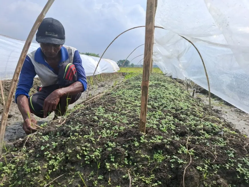 Petani Tembakau Jombang Targetkan 6.000 Hektare dengan Varietas Unggul