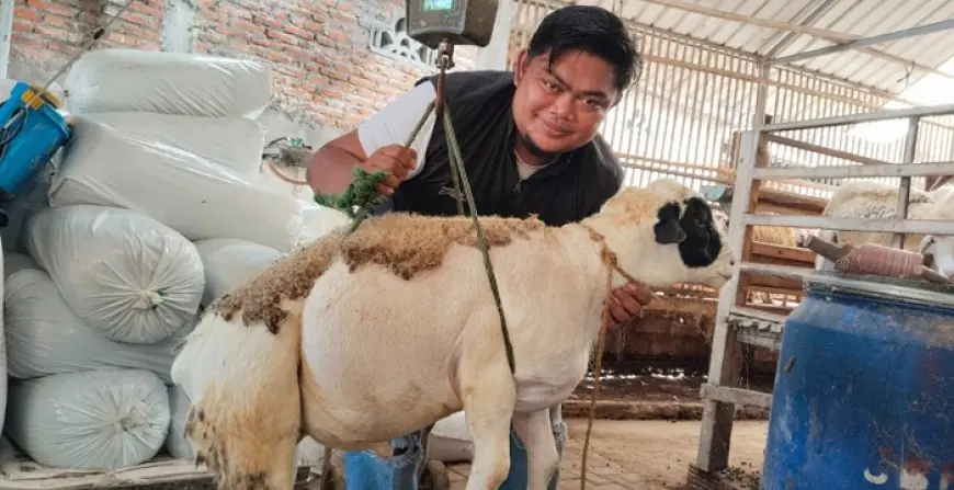 Harga Kambing Kurban di Trenggalek Mulai Melejit, Peternak Berharap Masuk Menu Makan Bergizi Gratis