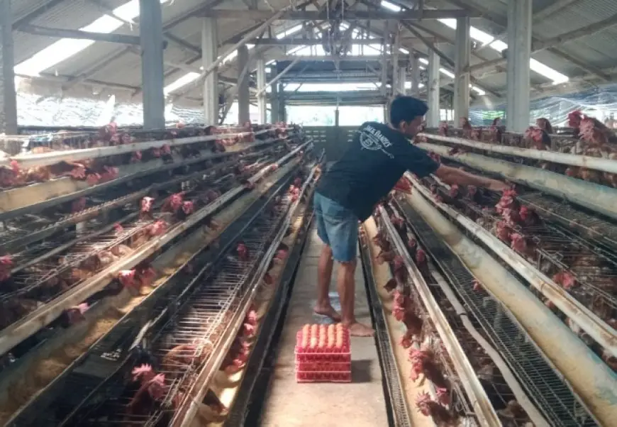 Harga Telur Ayam Jombang Stagnan, Peternak  Jombang Merugi Tiga Bulan Pasca Lebaran