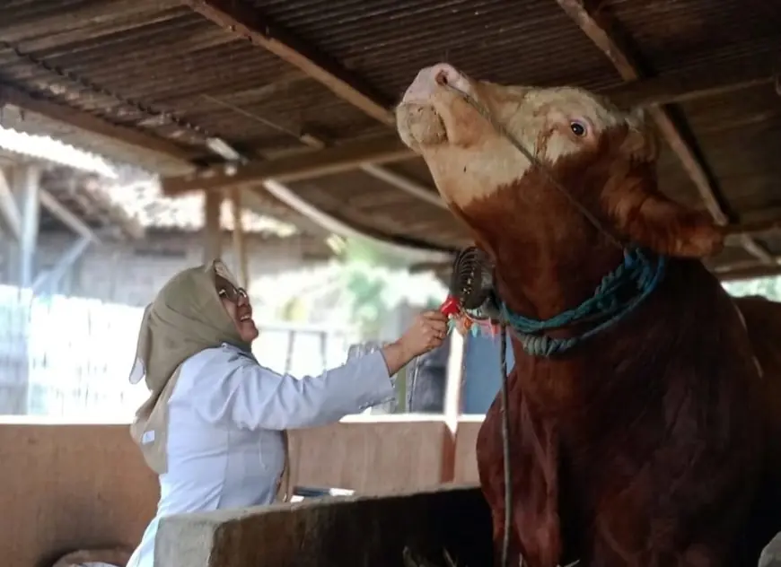 Presiden Prabowo Borong Dua Sapi Kurban Jumbo dari Lamongan, Bobot Tembus 1,2 Ton!