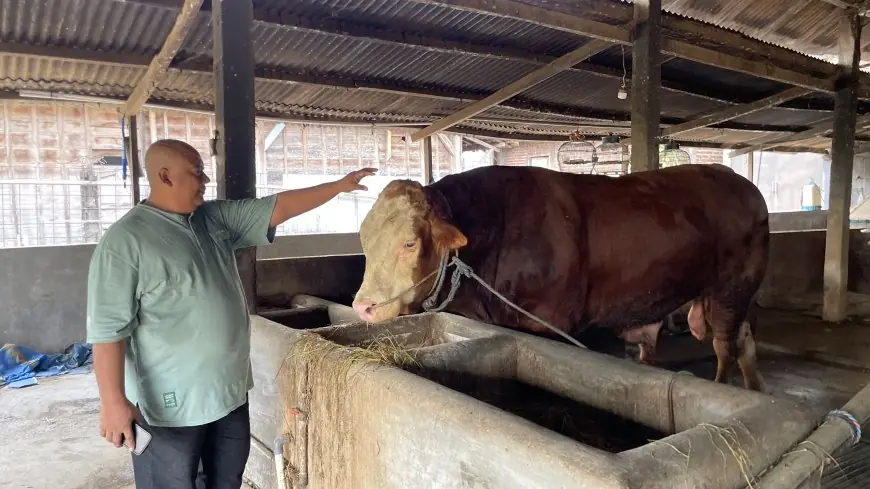 Melihat Gagahnya Satria, Sapi 1,2 Ton Asal Lamongan Pilihan Presiden
