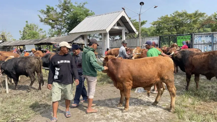 Harga Sapi di Pasar Hewan Lamongan Naik hingga 25 Persen