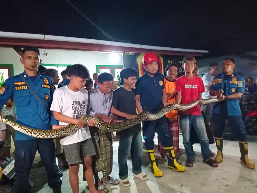 Kedapatan Memangsa Ayam Milik Tarsan, Ular Sanca 4 Meter Dievakuasi Damkar Lamongan