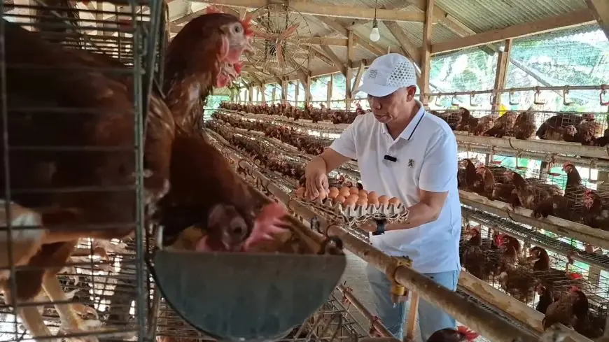 Peternak di Lamongan Keluhkan Harga Telur Ayam Terus Merosot