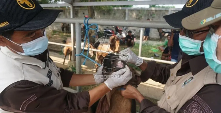 Disnakeswan Pastikan Hewan Kurban di Tulungagung Sehat dan Stok Aman