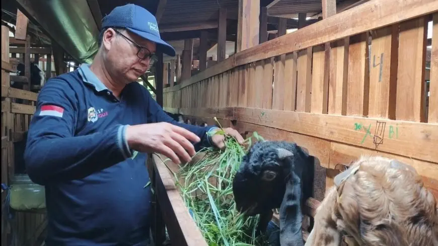 Jelang Idul Adha, Penjualan Kambing Kurban di Lamongan Anjlok Drastis