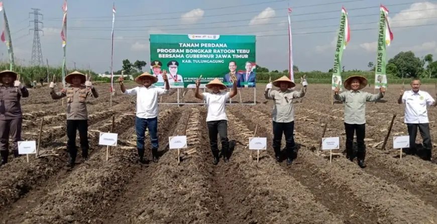 Dukung Swasembada Gula, Pemkab Tulungagung Genjot Program Bongkar Ratoon Tebu