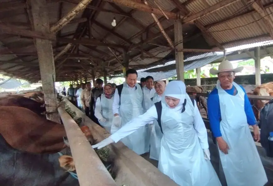 Tinjau Peternakan di Lamongan, Khofifah Pastikan Sapi Kurban di Jatim Aman dan Sehat