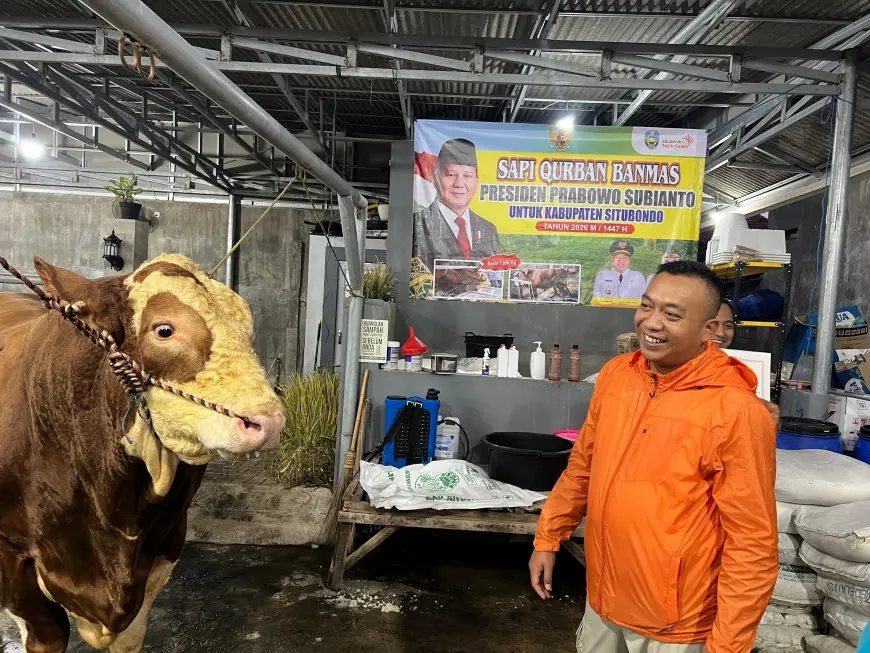 Kisah Jaguar, Sapi Jumbo dari Situbondo yang Dipilih Presiden untuk Kurban