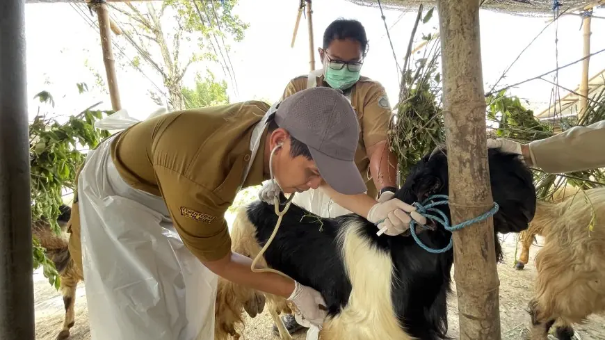 Disnakeswan Lamongan Intensifkan Pemeriksaan Kesehatan Hewan Kurban di Lapak Pedagang