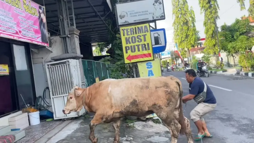 Sapi Mirip 'Donald Trump' Ngamuk di Lamongan, Nyaris Seruduk Warga dan Masuk Salon