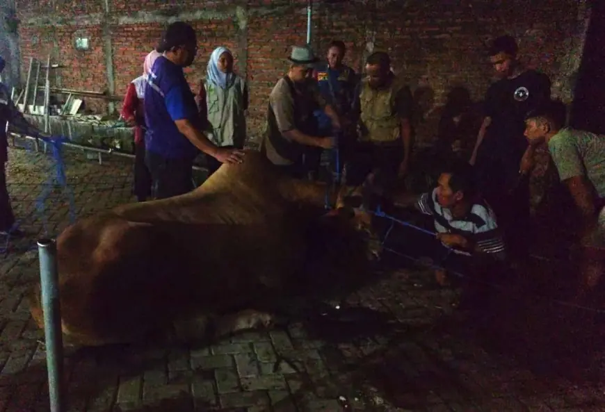 Sapi Kurban Lepas dan Mengamuk di Manyar Gresik, Damkar dan BKSDA Terpaksa Tembak Bius