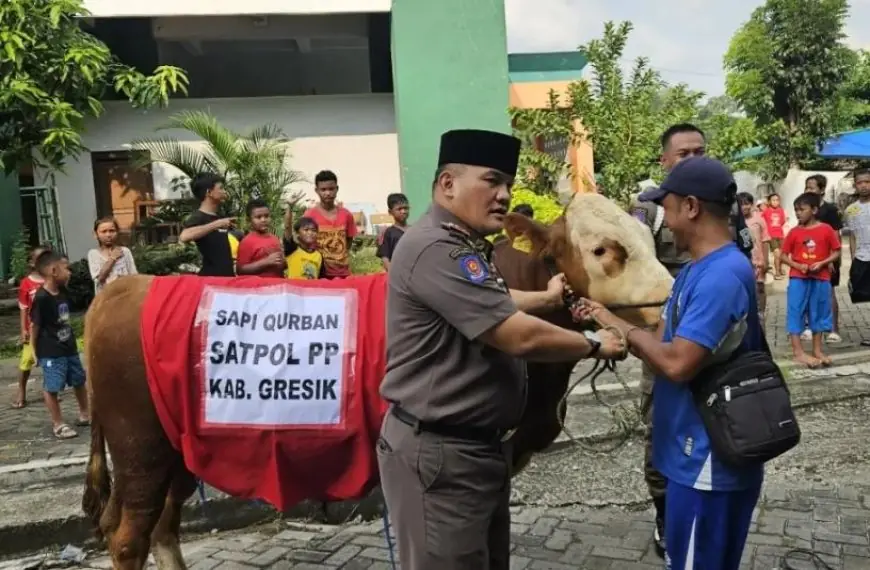 Dari Uang Patungan, Semangat Kebersamaan Anggota Satpol PP Gresik Membeli Sapi Kurban