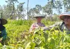 Turun ke Lahan Cabai di Panceng, Polres Gresik Pastikan Program Ketahanan Pangan Optimal