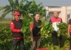 Posko Pangan DPC PDIP Jombang Panen Perdana, Hasil Sayuran Organik Dibagikan Gratis