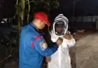 Ancaman Tawon Vespa Mengintai Permukiman, Damkar Gresik Minta Warga Waspada