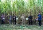 Lamongan Dapat Jatah Bongkar Ratoon Tebu 1.385 Hektar di 2026, Petani Masih Punya Peluang Daftar