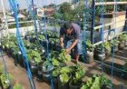 Manfaatkan Rooftop Kosong, Warga Lamongan Sukses Raup Cuan Budidaya Melon Sistem Fertigasi Tetes