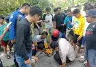 Lukai 5 Warga, Monyet Liar di Bluluk Lamongan Terpaksa Dilumpuhkan Petugas Damkar