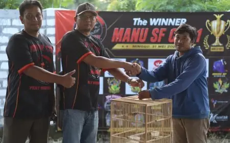 Adu Gengsi Jawara Kicaumania di Gresik, Ratusan Burung Berkualitas Ramaikan Piala Manu SF Cup 1