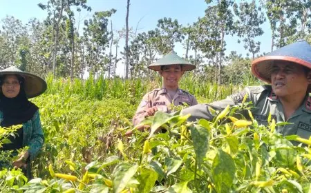 Turun ke Lahan Cabai di Panceng, Polres Gresik Pastikan Program Ketahanan Pangan Optimal