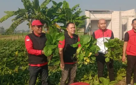 Posko Pangan DPC PDIP Jombang Panen Perdana, Hasil Sayuran Organik Dibagikan Gratis