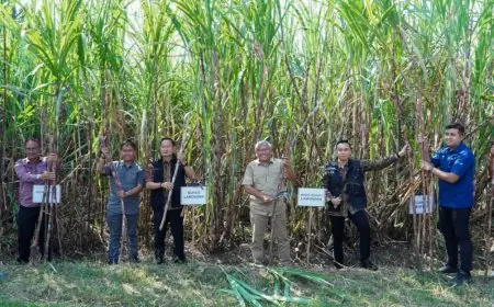 Lamongan Dapat Jatah Bongkar Ratoon Tebu 1.385 Hektar di 2026, Petani Masih Punya Peluang Daftar