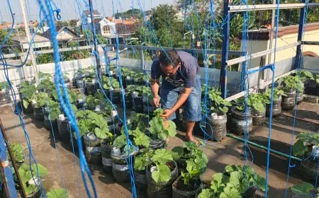 Manfaatkan Rooftop Kosong, Warga Lamongan Sukses Raup Cuan Budidaya Melon Sistem Fertigasi Tetes