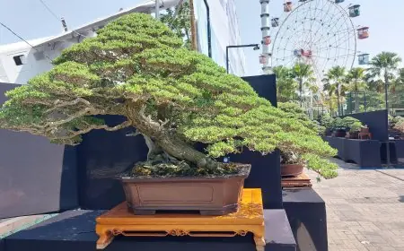 Catat Tanggalnya! Kontes Bonsai Nasional di Lamongan Dibuka Gratis untuk Umum