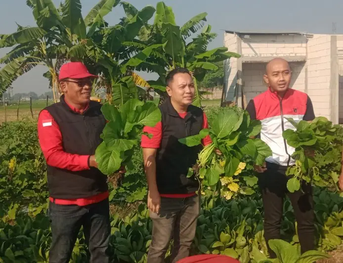 Posko Pangan DPC PDIP Jombang Panen Perdana, Hasil Sayuran Organik Dibagikan Gratis