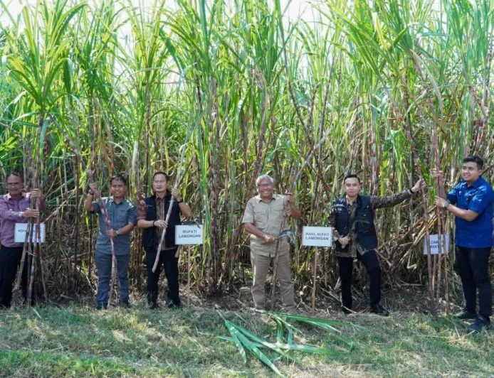Lamongan Dapat Jatah Bongkar Ratoon Tebu 1.385 Hektar di 2026, Petani Masih Punya Peluang Daftar