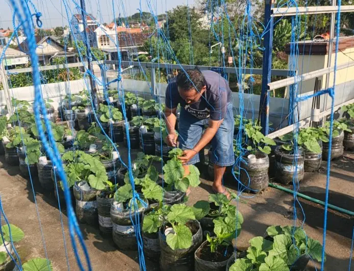 Manfaatkan Rooftop Kosong, Warga Lamongan Sukses Raup Cuan Budidaya Melon Sistem Fertigasi Tetes
