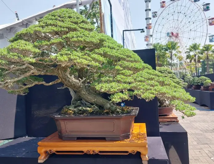 Catat Tanggalnya! Kontes Bonsai Nasional di Lamongan Dibuka Gratis untuk Umum
