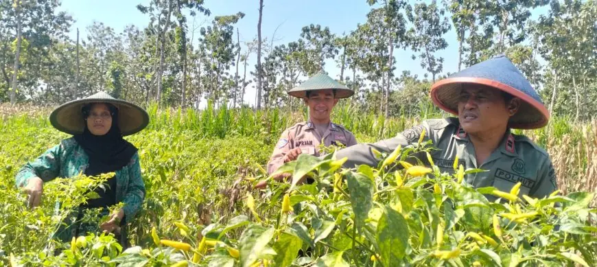 Turun ke Lahan Cabai di Panceng, Polres Gresik Pastikan Program Ketahanan Pangan Optimal