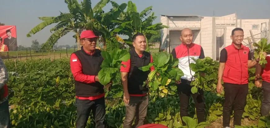 Posko Pangan DPC PDIP Jombang Panen Perdana, Hasil Sayuran Organik Dibagikan Gratis