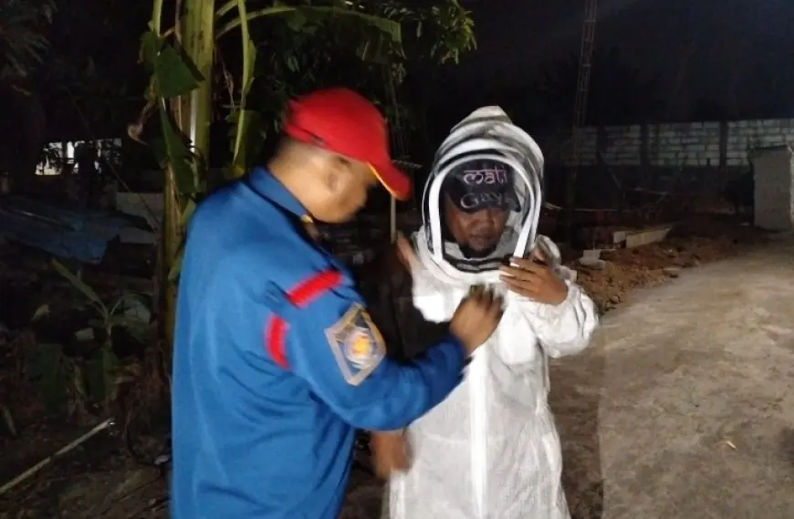 Ancaman Tawon Vespa Mengintai Permukiman, Damkar Gresik Minta Warga Waspada