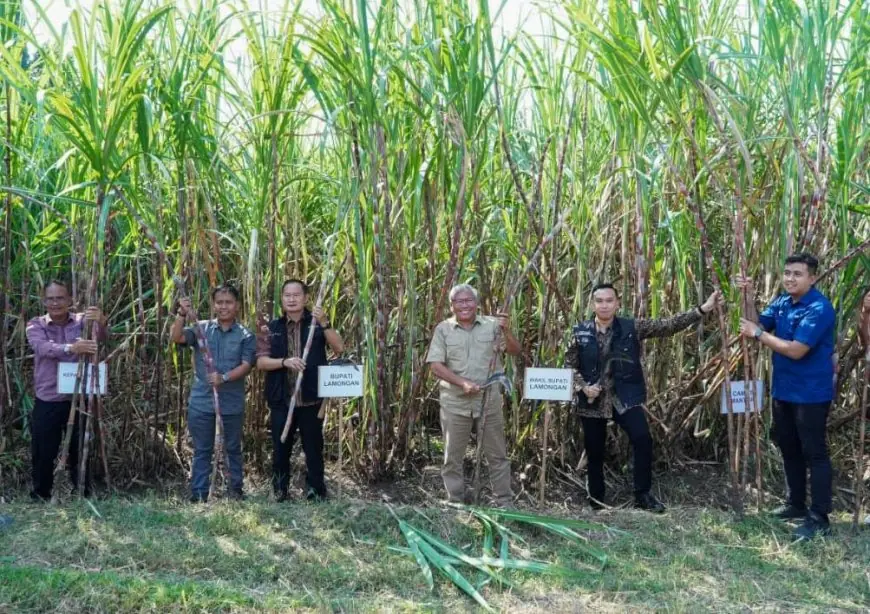 Lamongan Dapat Jatah Bongkar Ratoon Tebu 1.385 Hektar di 2026, Petani Masih Punya Peluang Daftar