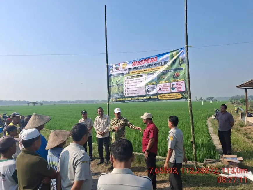 Dinas Pertanian Jombang Gencar Sosialisasi Bahaya Hama Tungro ke Petani