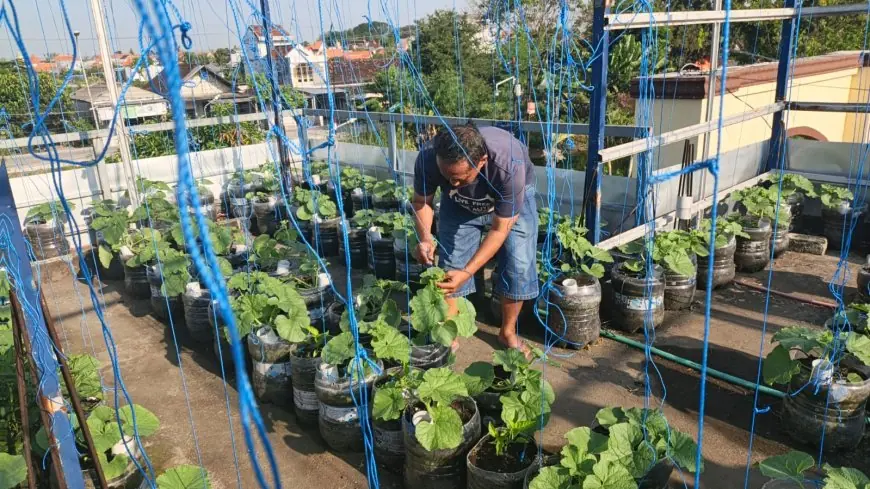 Manfaatkan Rooftop Kosong, Warga Lamongan Sukses Raup Cuan Budidaya Melon Sistem Fertigasi Tetes