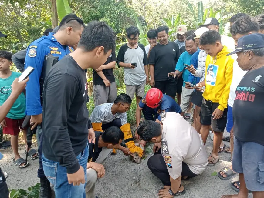 Lukai 5 Warga, Monyet Liar di Bluluk Lamongan Terpaksa Dilumpuhkan Petugas Damkar