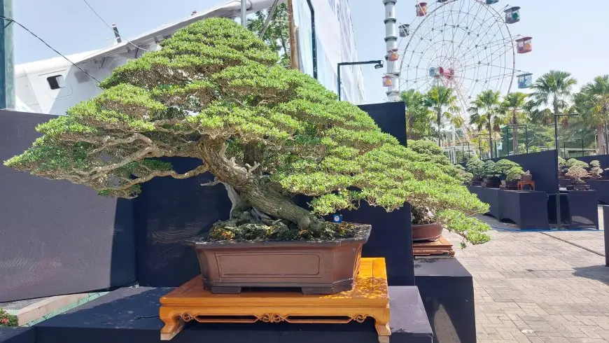 Catat Tanggalnya! Kontes Bonsai Nasional di Lamongan Dibuka Gratis untuk Umum