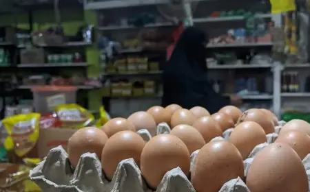 Harga Telur Terjun Bebas, Peternak Ayam Petelur Pacitan Menjerit di Tengah Kerugian