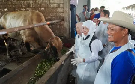 Polemik Harga Daging Sapi di Lamongan Meroket, Ini Pemicunya