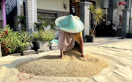 Harga Gabah di Lamongan Capai Rp 8.200 per Kilogram, Petani Sumringah
