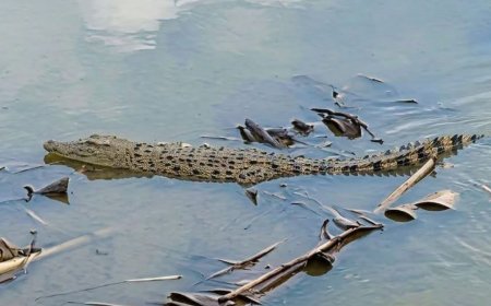 Buaya 3,5 Meter Muncul di Tepian Bengawan Solo Gresik, Terekam Kamera Pemancing