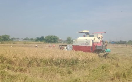 Harga Gabah di Jombang Tembus Rp 8.000
