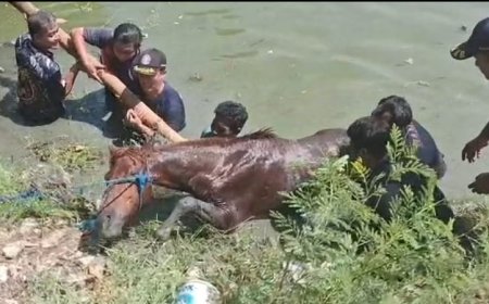 Kuda Tercebur ke Tambak saat Pemilik Cari Rumput, Penyelamatan Dramatis Hampir 2 Jam